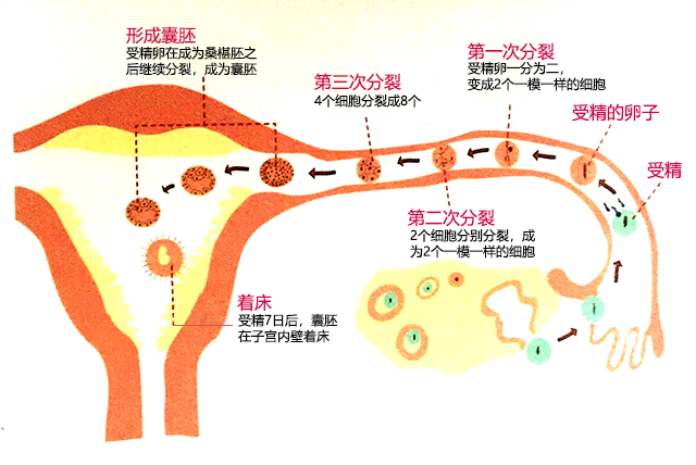 受精卵的形成过程